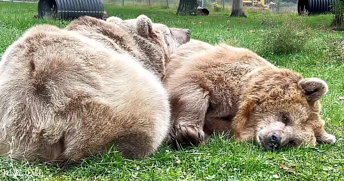 Two large brown bears are lying on the grass, appearing relaxed and resting.