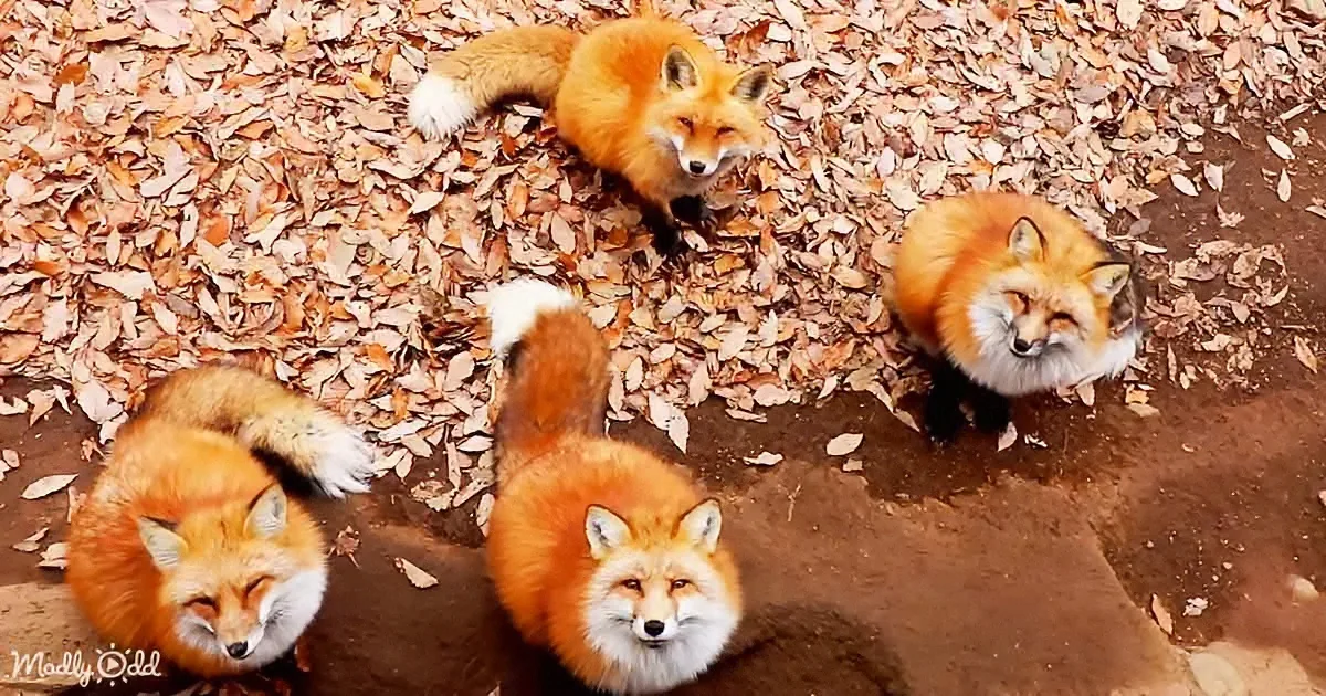 Rescued From Slaughterhouse, 200 Fluffy Foxes Find Safe Haven in a Village