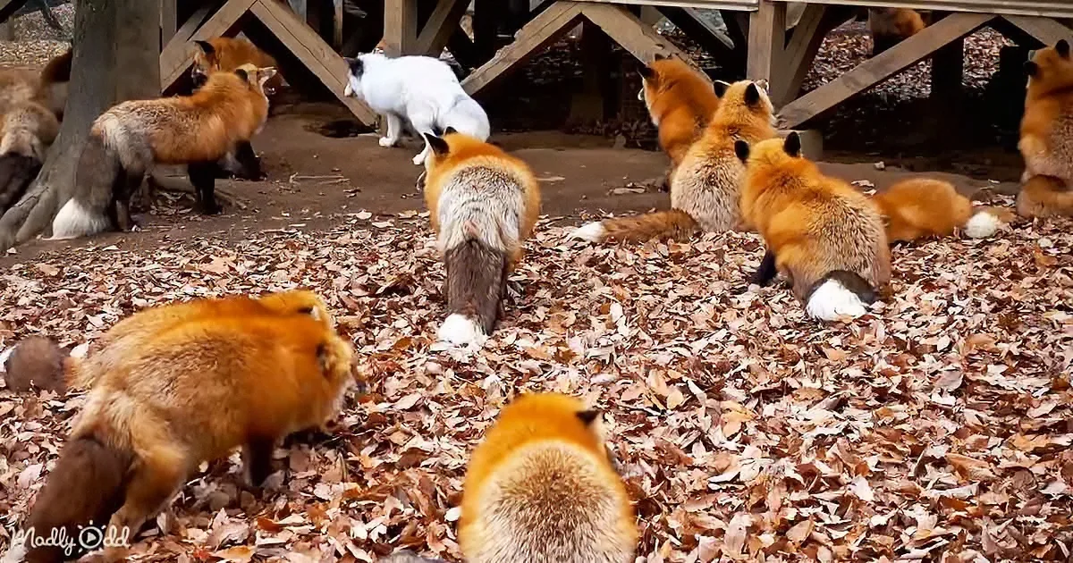 A group of foxes and a white cat gather on a leaf-covered ground near a wooden structure.