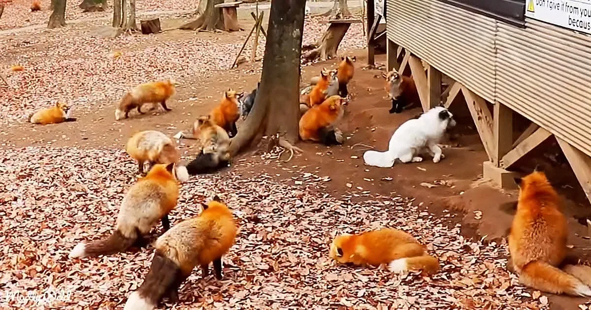 A group of foxes and a white dog gather under a wooden structure amidst fallen leaves.