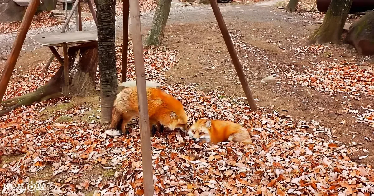 Two foxes rest on autumn leaves near a wooden structure in a park.