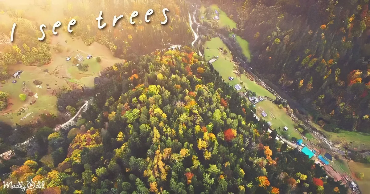 I see a vibrant aerial view of a forest with colorful autumn trees and scattered houses.