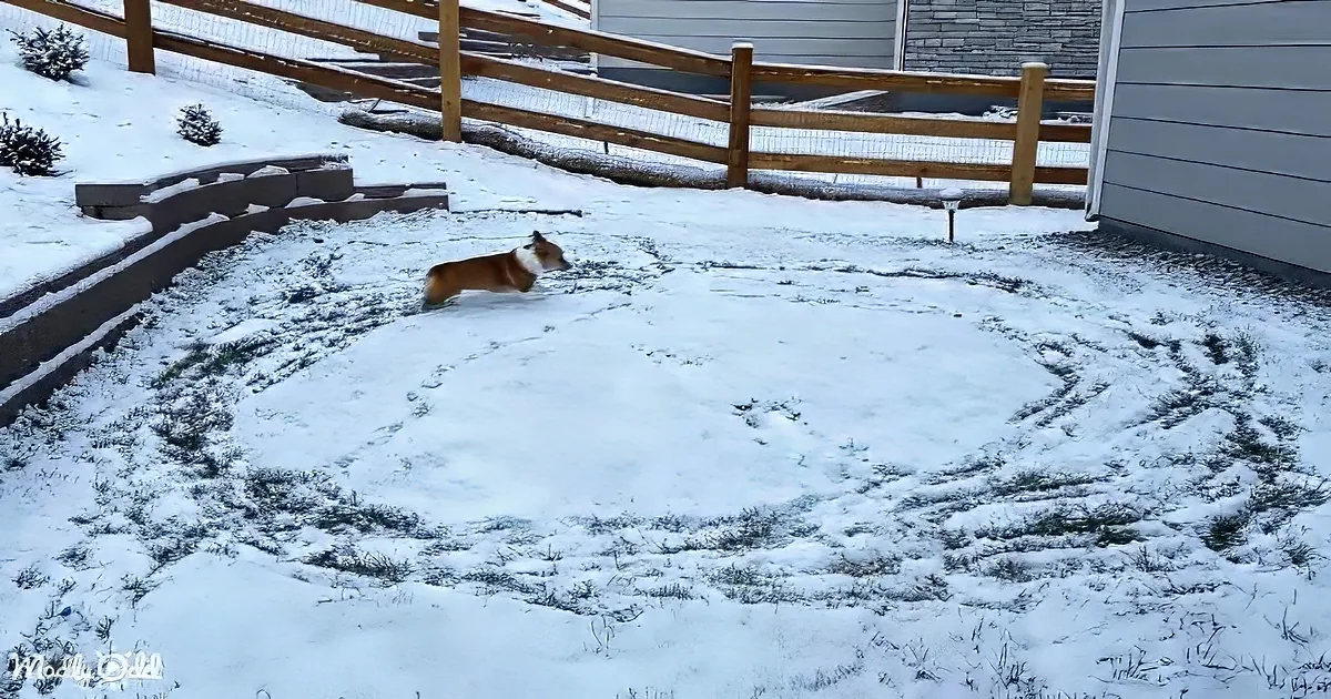 A corgi dog is playfully running in a snow-covered backyard with a wooden fence and a house in the background.