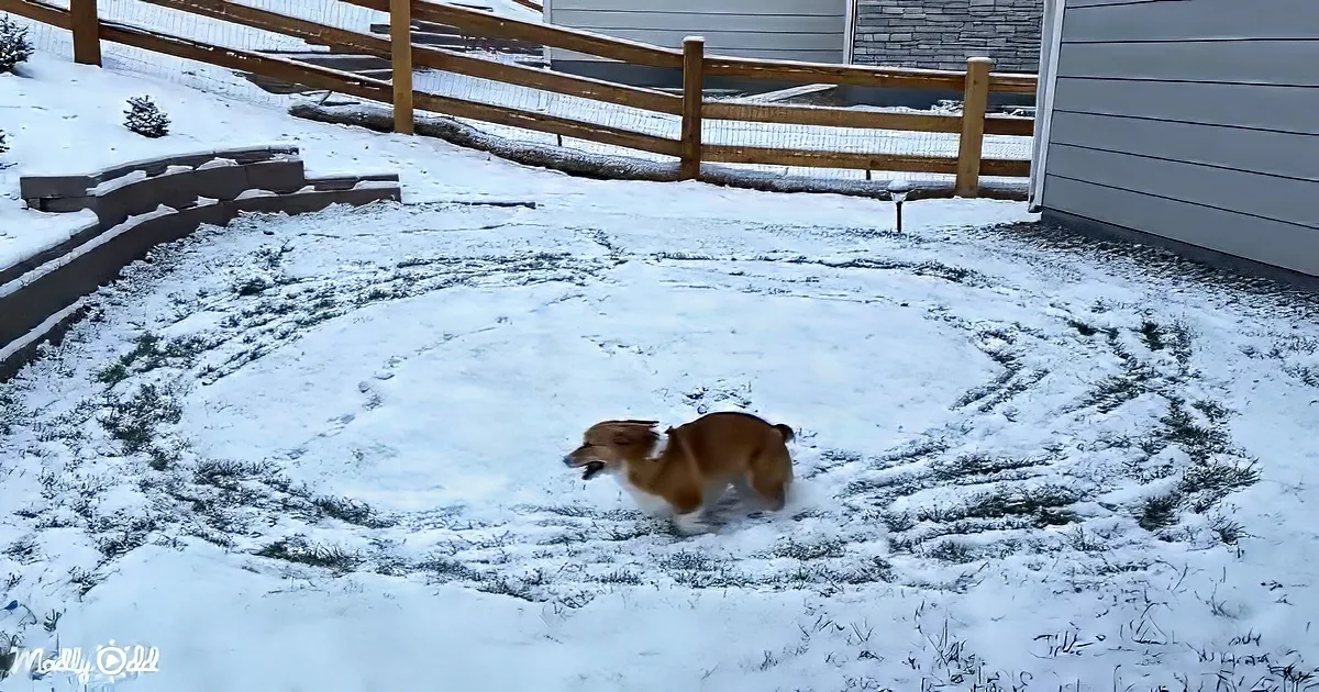 A corgi dog runs through a snowy backyard, leaving tracks in the fresh snow.