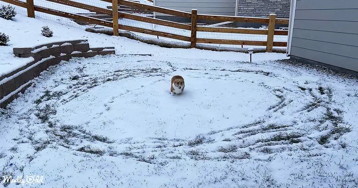 Corgi Is Adorably Excited to See Her First Snow