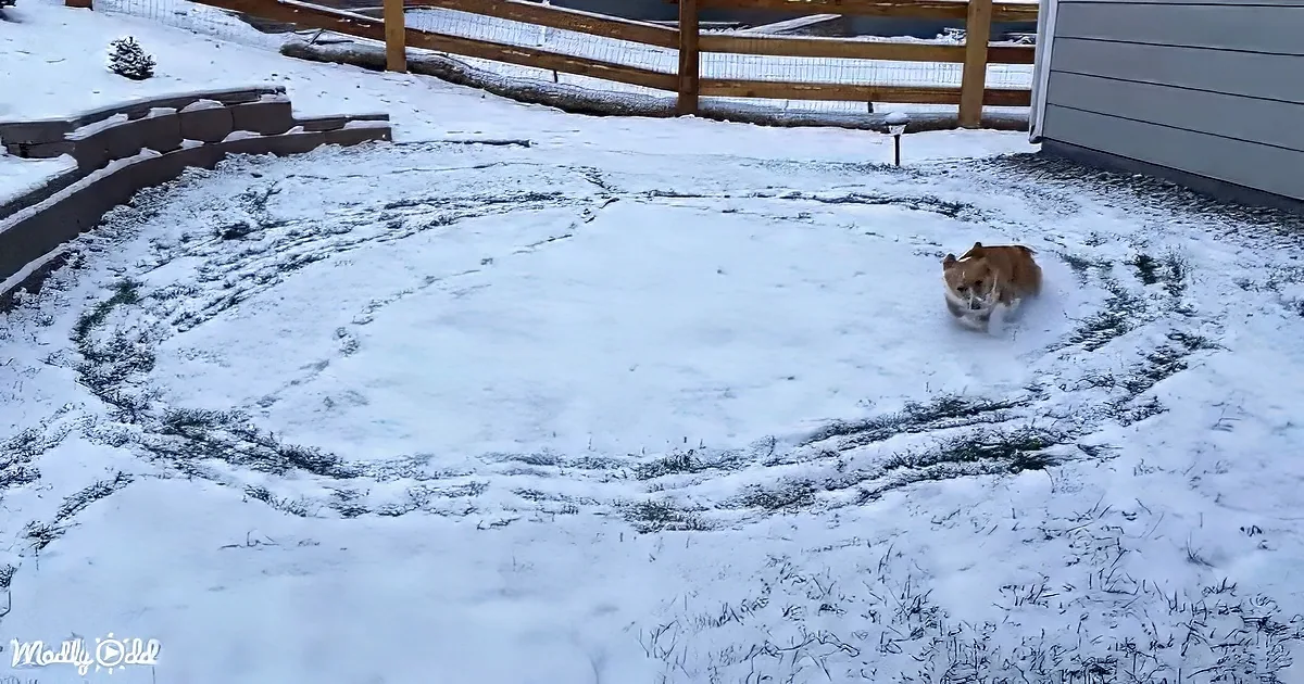 A corgi runs through a snow-covered yard, leaving a circular path in the grass.