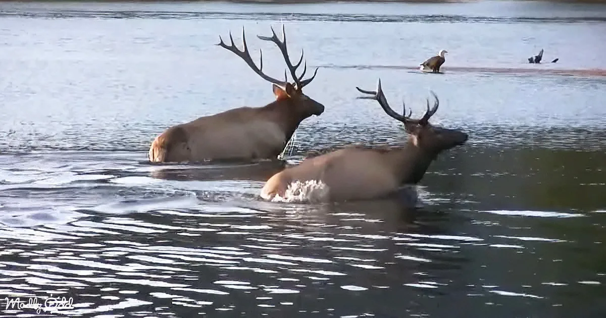 Elk of Estes Park