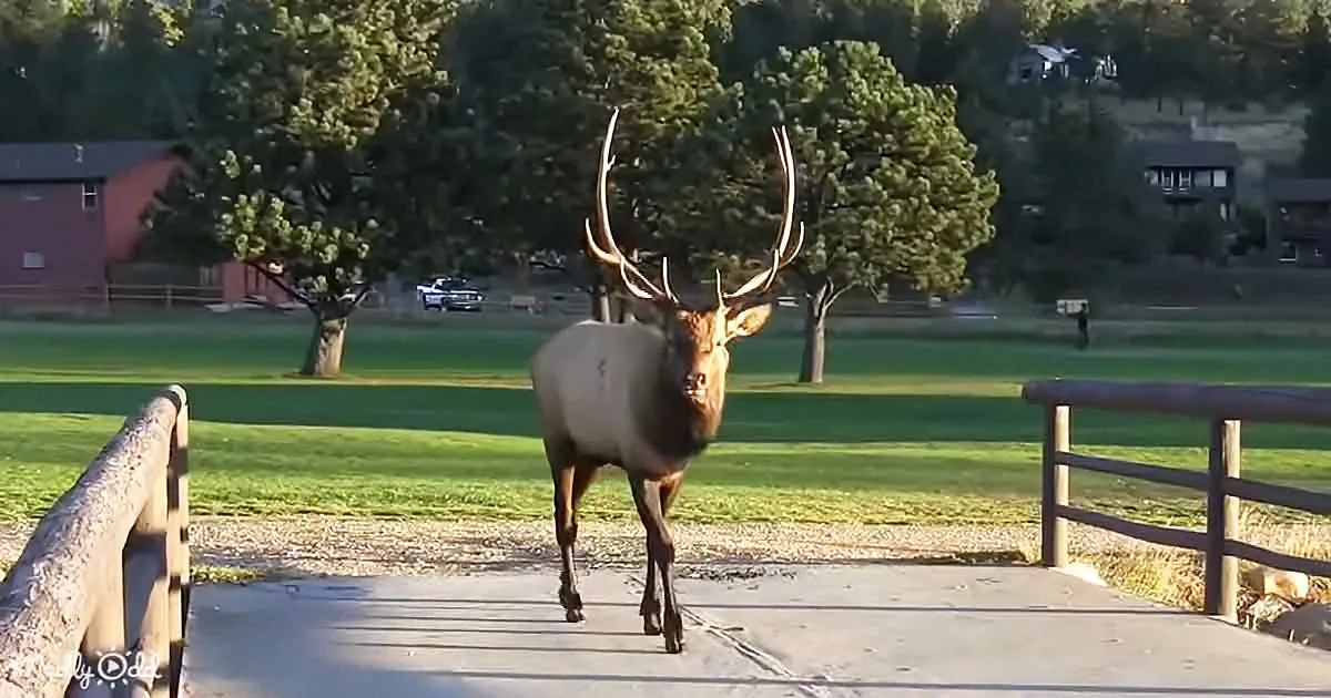 Elk of Estes Park