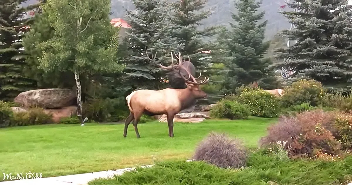 The Magical Elk of Estes Park
