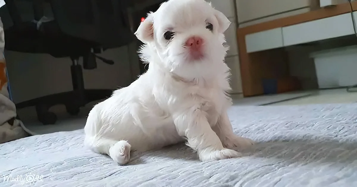 A fluffy white puppy sits on a light blue surface, looking directly at the camera with a curious expression.
