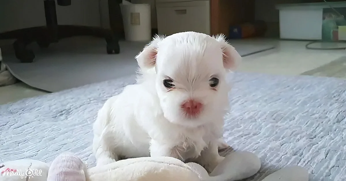 A small white puppy with a pink nose lies on a blue blanket, looking slightly to the side.