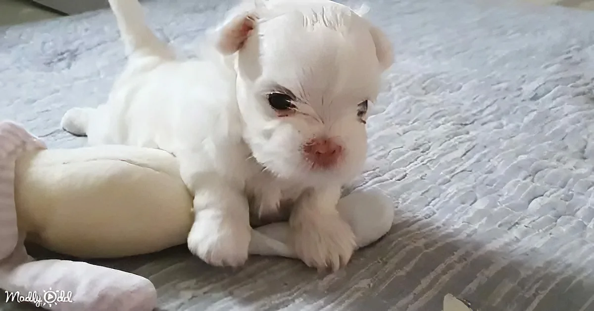 A white puppy with a pink nose lies on a light-colored blanket, looking slightly to the side.