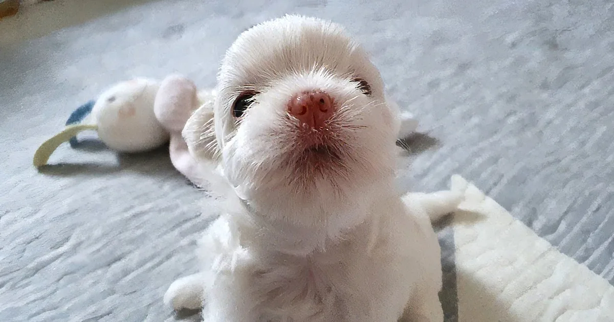 Maltese Puppy Missing His Mom Cannot Stop Crying