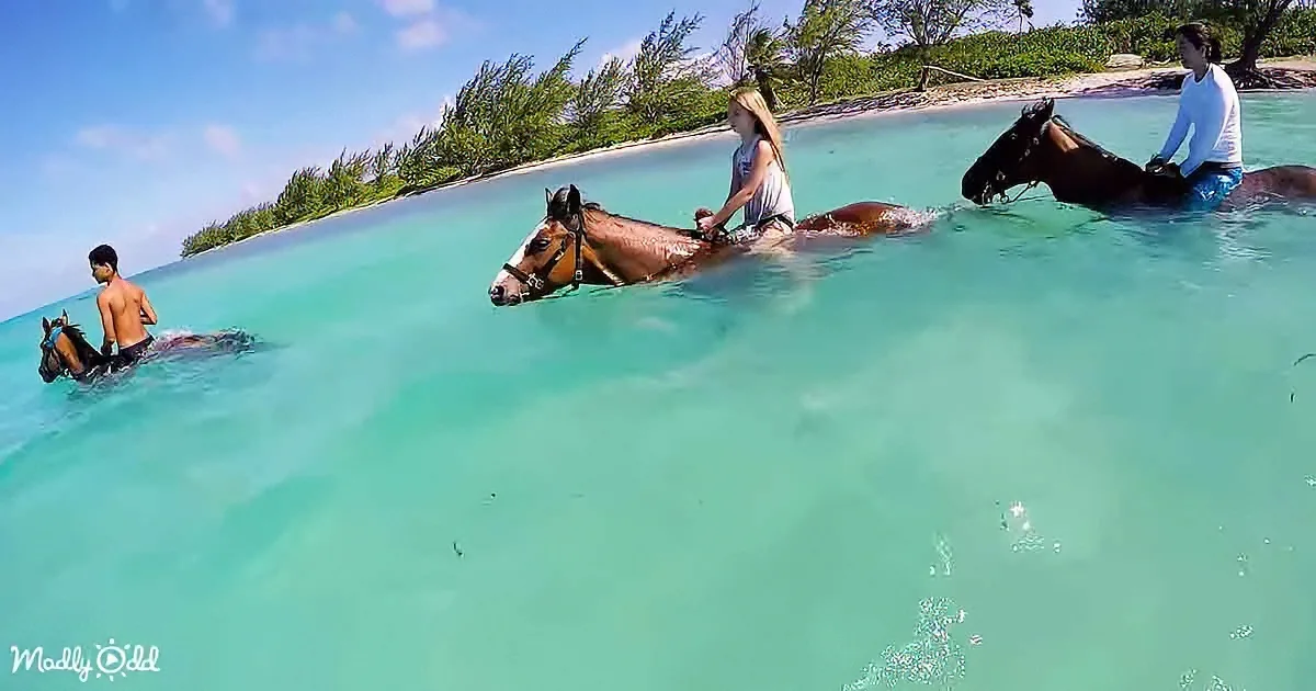 Three people riding horses in shallow turquoise water near a lush green island.