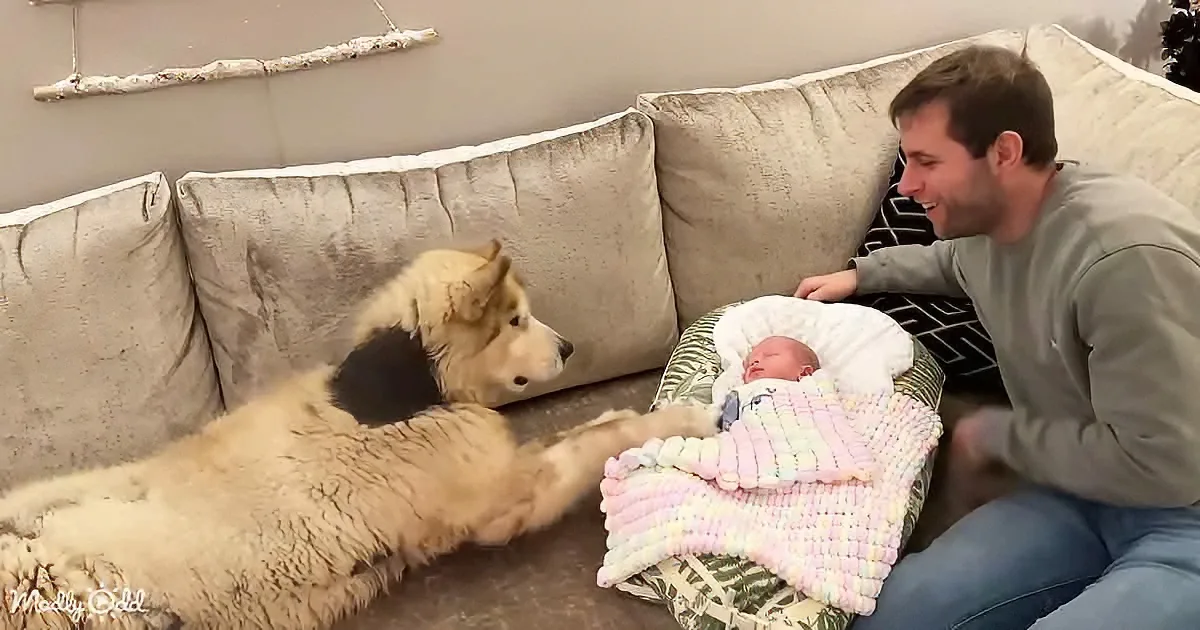 Adorable dog and baby