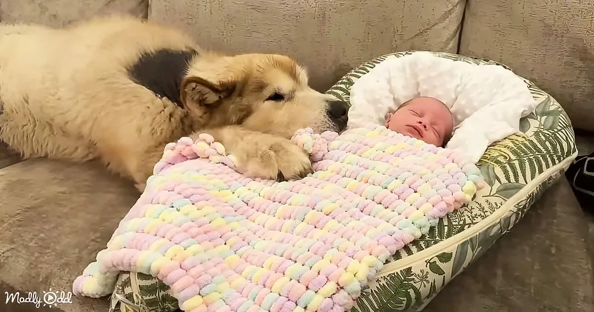 Adorable dog and baby