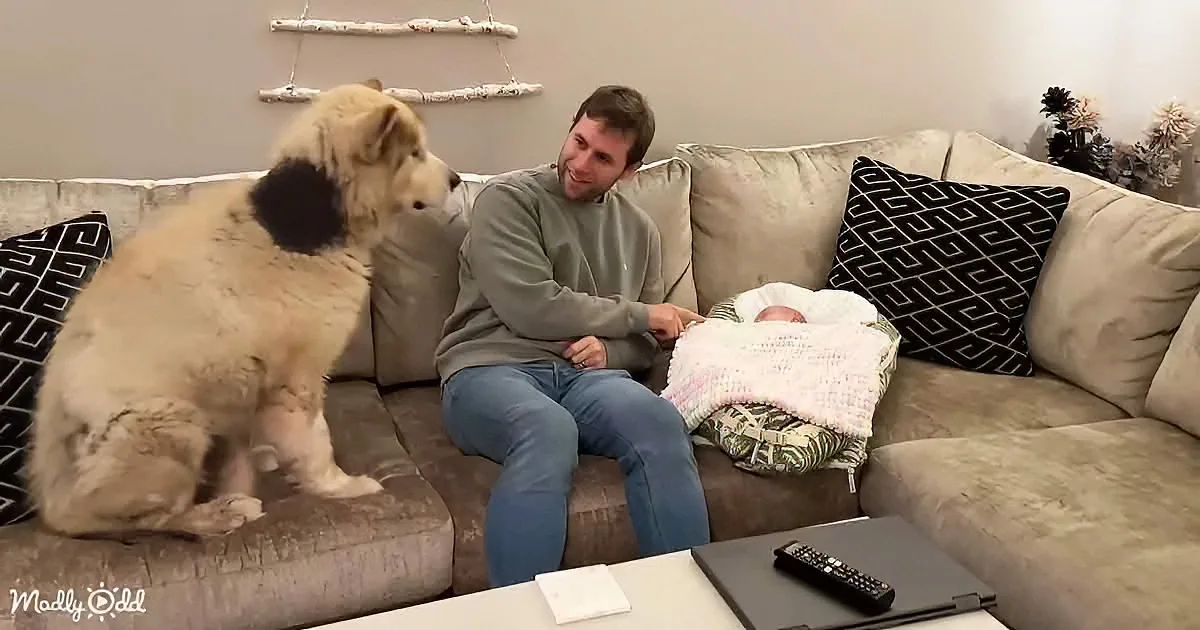 Adorable dog and baby