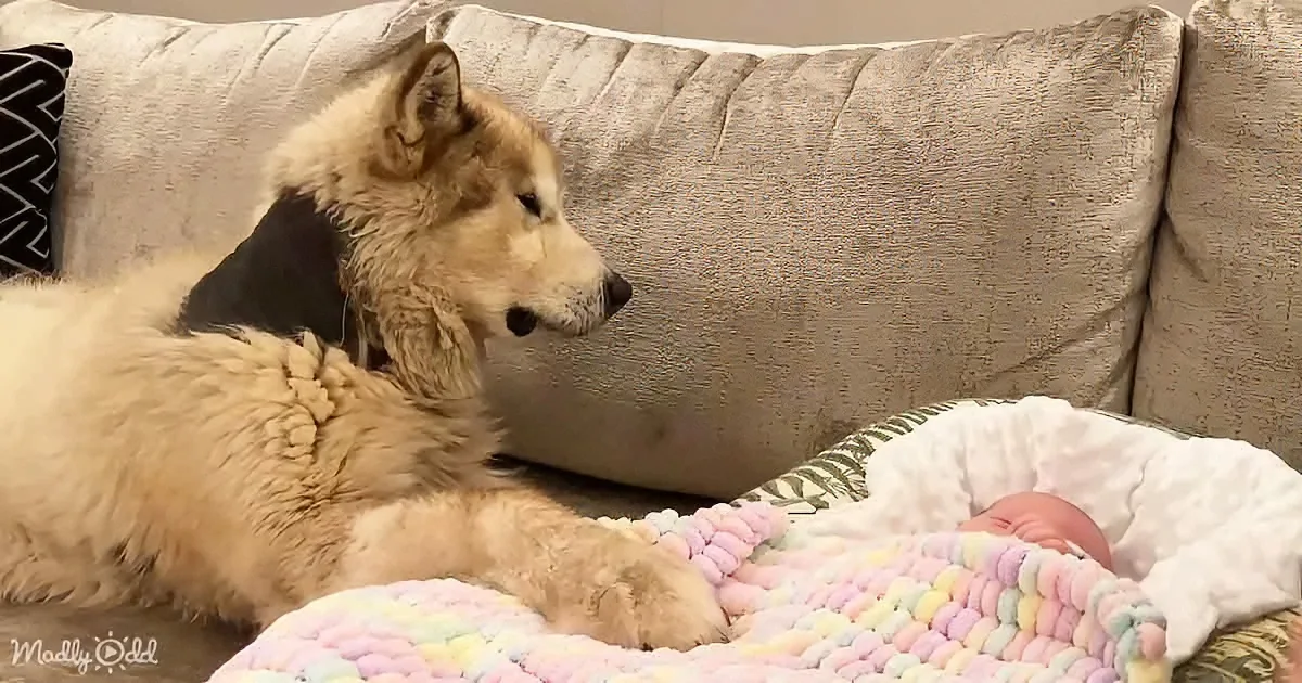 Adorable Giant Protector Meets His New Baby Brother