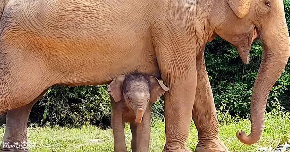 Baby Elephant Tries His Best to Be Like His Mom