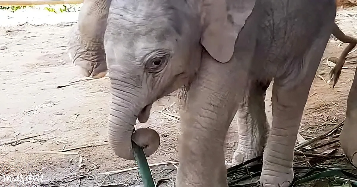 A baby elephant stands on dirt, holding a green hose with its trunk, surrounded by scattered debris.