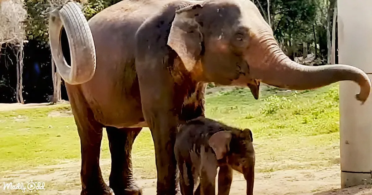 A large elephant and a baby elephant are standing together in a grassy area, with the baby elephant nestled close to the...
