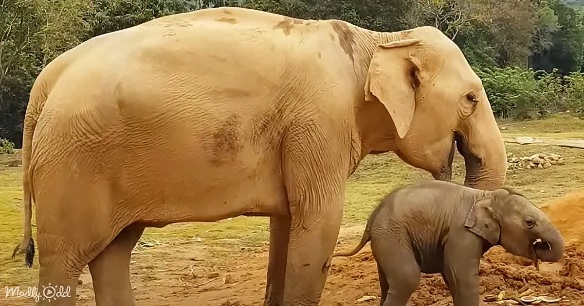 A large elephant and a smaller elephant are standing together in a natural setting with greenery and dirt.
