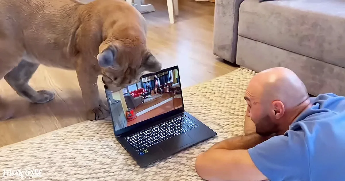 A dog sniffs a laptop screen while a man lies on the floor watching a video.