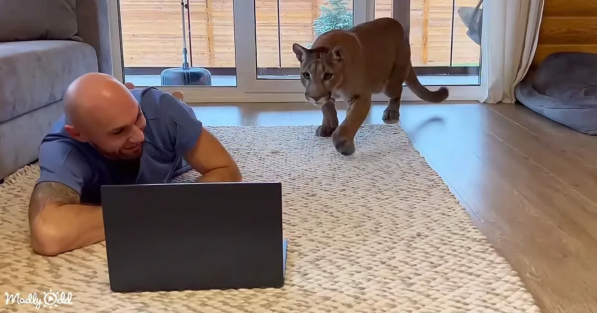 A man lies on a rug with a laptop, while a large cat walks towards him in a cozy room.