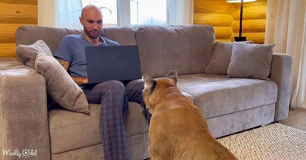 A man sits on a couch with a laptop, looking at a dog sitting on the floor.