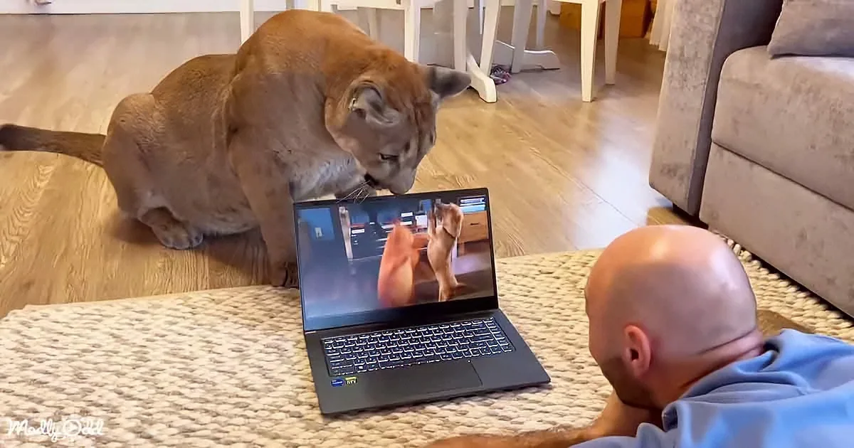 Persistent Puma Hates When Her Dad Ignores Her for Work