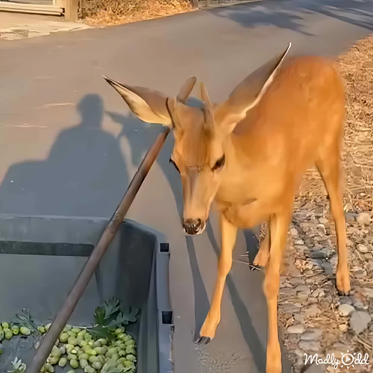 A deer stands near a trash can, its head lowered, with a shadow of a person holding a stick visible on the ground.