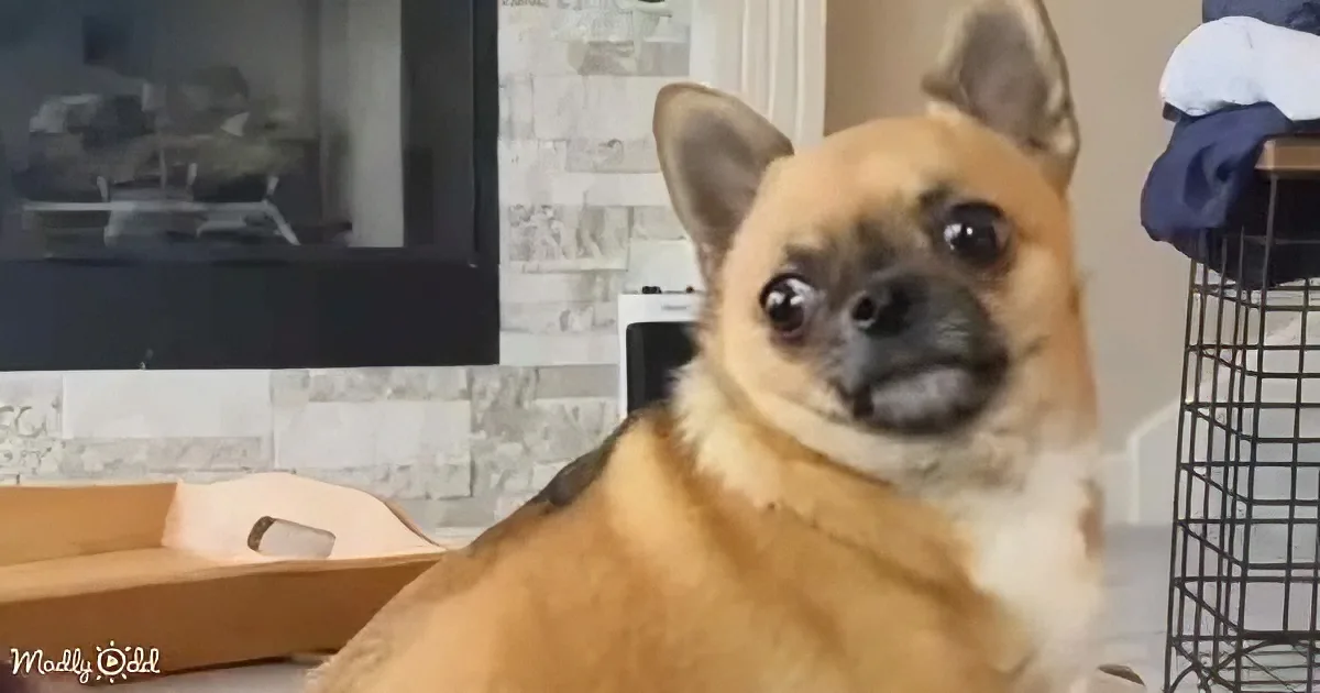 A curious light brown dog with perked ears sits indoors, looking directly at the camera.