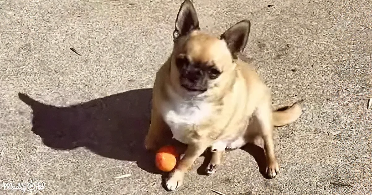 A pug sits on concrete, holding an orange ball in its mouth, looking up.