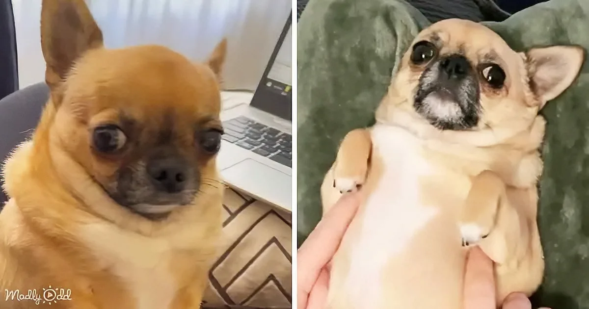 A small, light brown dog with a black nose sits on a couch next to a laptop, while another similar dog is held and petted...