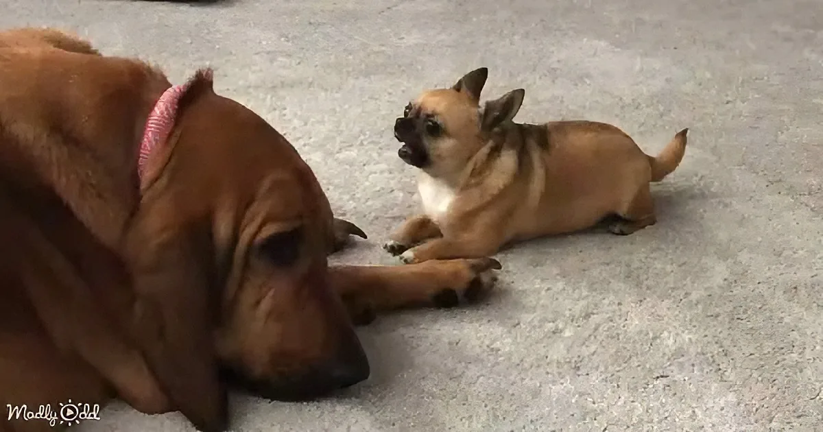 Two dogs, one large with a pink collar, the other small and brown, are lying on a carpeted floor, appearing relaxed.