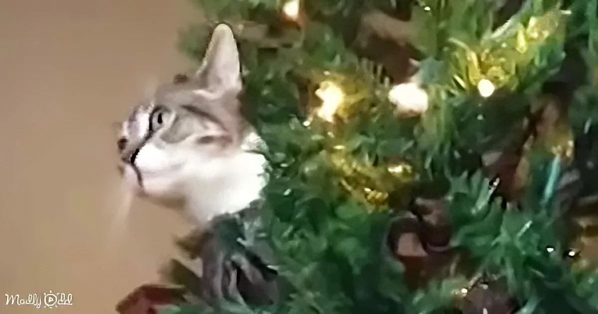 A cat is perched on a Christmas tree, surrounded by ornaments and lights, looking up.