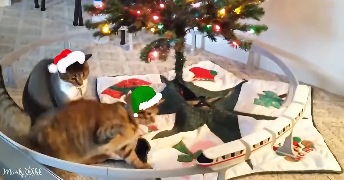 Cats in a Christmas-themed setup with a tree, hats, and a toy train.