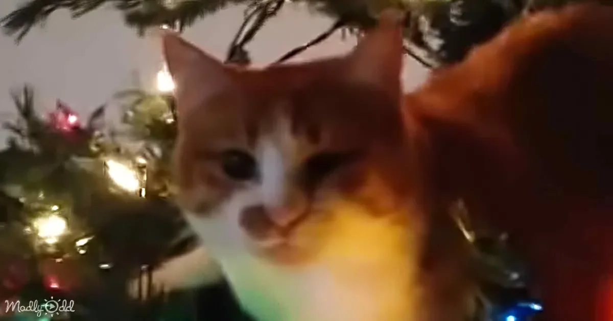 A ginger cat with white markings sits in front of a Christmas tree adorned with lights and ornaments.