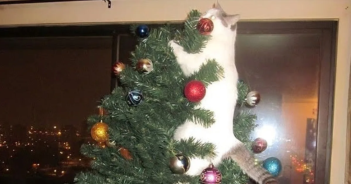 These Funny Christmas Cats Will Make You Laugh so Hard