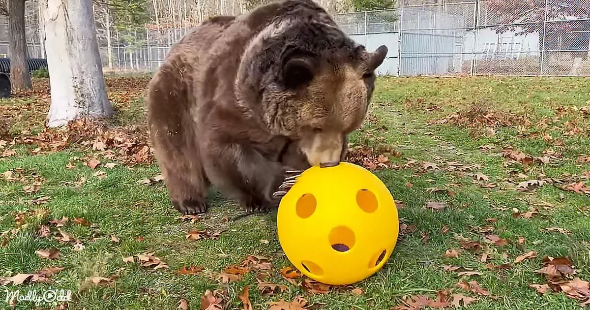 A bear sniffs a yellow ball with holes on a grassy area with fallen leaves.