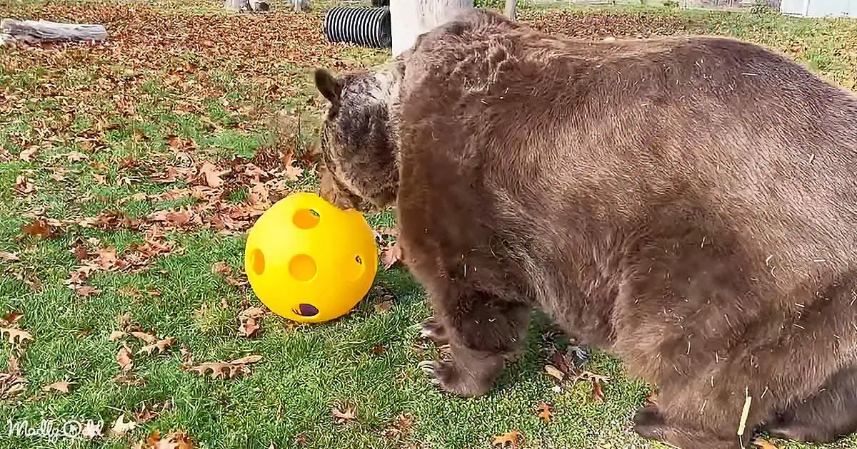 A large brown bear sniffs a yellow ball on a grassy area with scattered leaves.