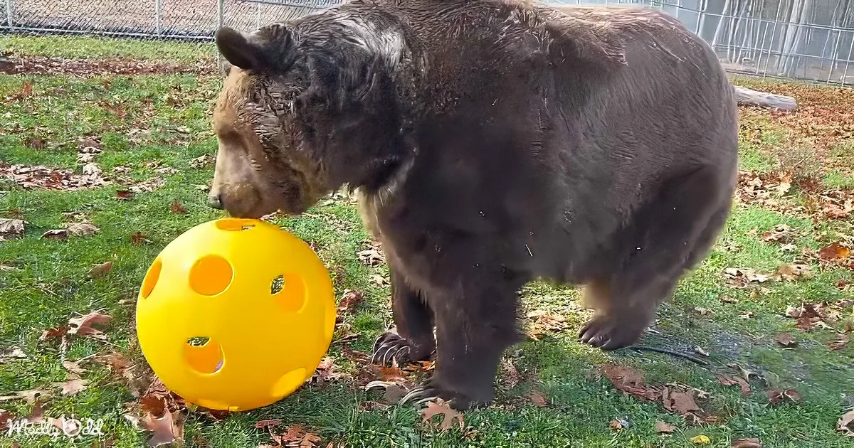 Orphaned brown bear