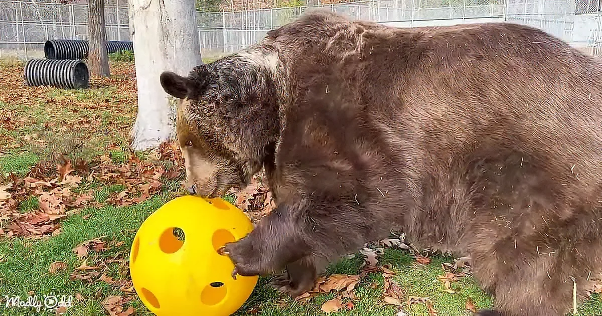 Orphaned brown bear