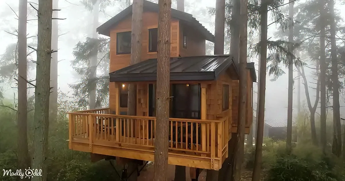 A cozy wooden treehouse with a balcony nestled among tall trees in a misty forest.