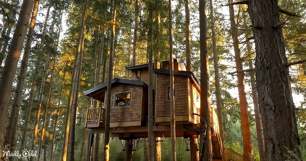 A cozy wooden treehouse nestles among tall trees, bathed in golden sunlight.
