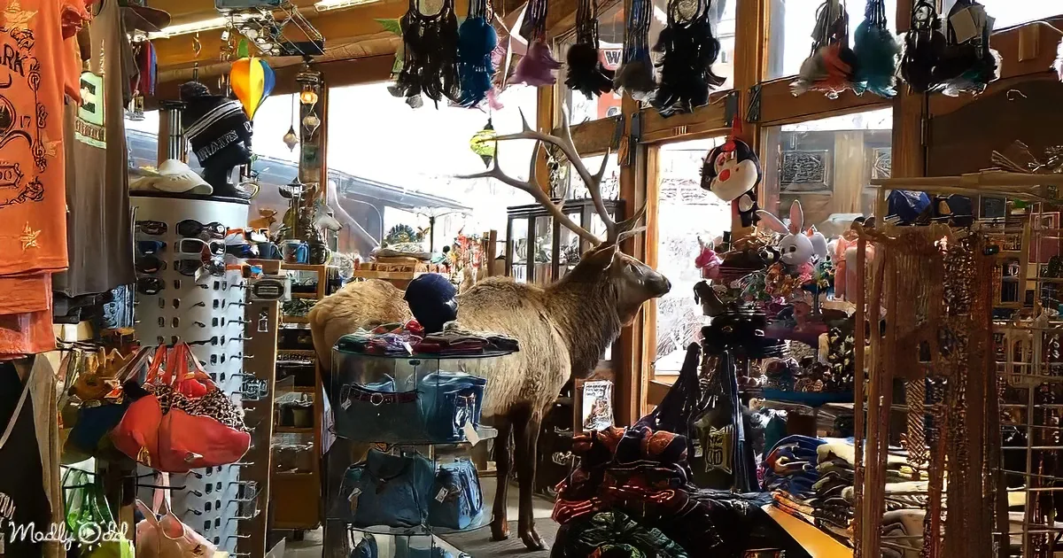 Giant bull elk