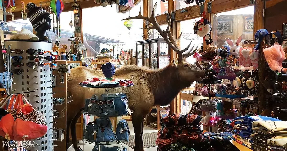 A taxidermy elk stands amidst a cluttered store filled with souvenirs, hats, and bags.