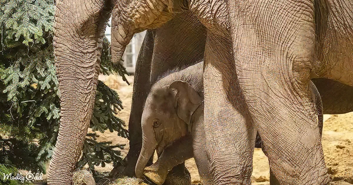 A baby elephant stands under its mother's trunk, surrounded by trees and dirt.