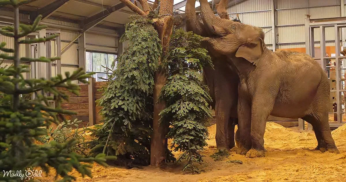 An elephant stands in a sandy enclosure, reaching up to a tree with its trunk, surrounded by artificial foliage.
