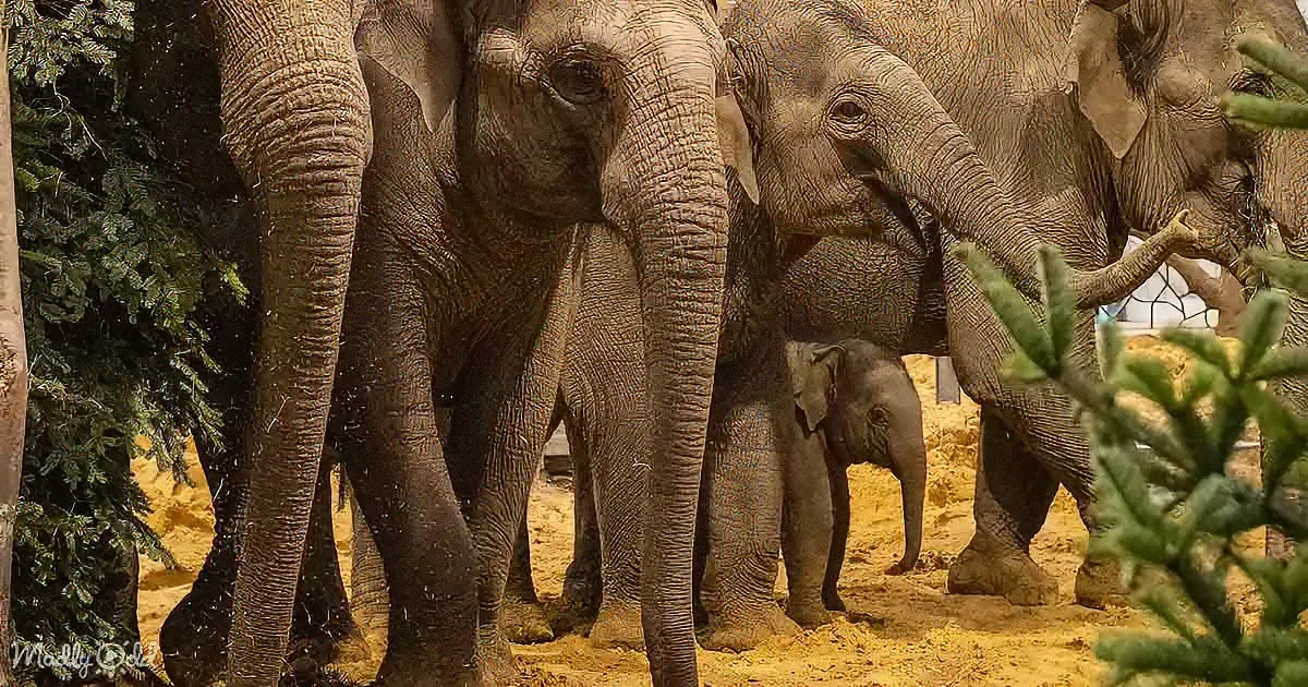 A group of elephants, including a baby, stand together in a sandy enclosure with greenery.